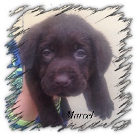 MARCEL