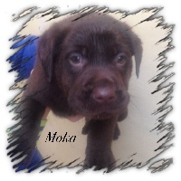 MOKA