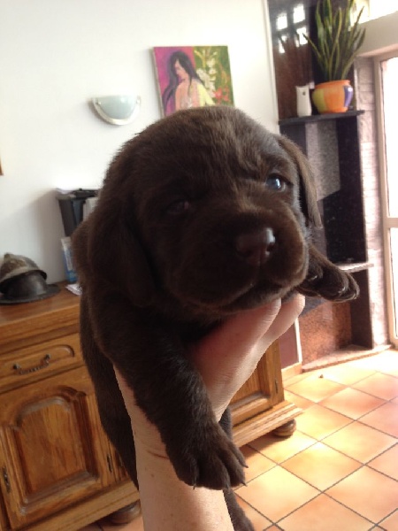 Des Shtis sages tibetains - Labrador Retriever - Portée née le 06/08/2015